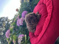 Orjinal minyatür poodle yavrular