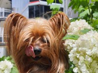 Yorkshire terrier erkek çipli ve sağlıklı