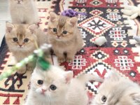 British shorthair ve longhair safkan