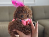 Micro poodle bebeğim luma
