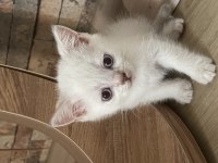 1 Mayıs Doğumlu British Shorthair Blue Pointler