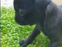 Yavru pug 3 aylık dişi siyah renk