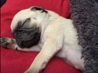 Üst segment gül kuyruk pug mops