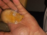 EN ÇOK ARANAN TURUNCU RENGİ