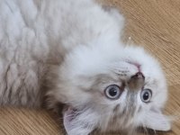 Kedi erkek iki ay iki hafta scottish