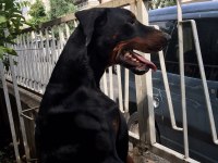 ERKEK - DİŞİ EUROPEAN DOBERMAN MAYBACH-VENÜS
