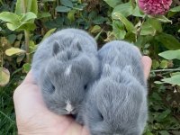 Netherland Dwarf Hollanda Blue Cüce Tavşanlar
