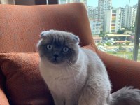 11 aylık yakışıklı scottish fold yeni yuvasını arıyor