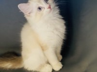Ragdoll bebekler