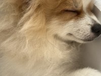 6 AYLIK AŞI VE EĞİTİMLERİ TAM POMERANİAN BOO ERKEK