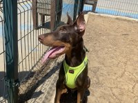Estetikli doberman