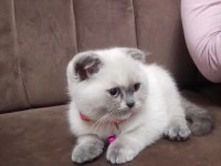 2.5 aylık dişi blue point ayı surat yavru scottish fold