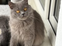 Ücretsiz british longhair kedisi