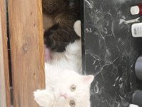 chinchilla erkek çok uysal sevecen