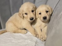 Orjinal golden retriever
