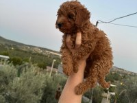 ORJİNAL TOY POODLE YAVRULAR İZMİR