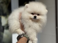 Petmode köpek çiftliğinden tea cup pomeranian
