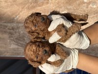 Kore poodle yavrularımız 