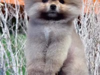 Pomeranian Boo Köpeğimiz