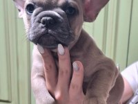 FAWN DİŞİ KALİTE FRENCH BULLDOG ASLA TESADÜF DEĞİLDİR