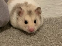 HAMSTER GONZALES YAVRULARIMIZ HERYERE GÖNDERİM
