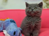 Efsane güzellikte british shorthair prenses