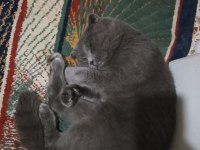 BRİTİSH SHORTHAİR KEDİME YENİ YUVA ARIYORUM ÜCRETLİ!