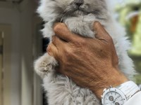 A kalite british longhair