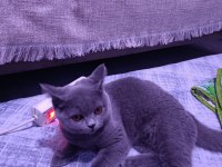 Sahibinden british shorthair