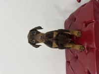 Safkan kızıl erkek 55 günlük doberman