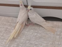 Acil sultan papağanı