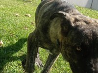 Akbaş kırması köpeğimiz