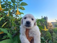 Golden retriever erkek bebek Mersin