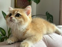 Şecereli golden ny12 dişi british shorthair
