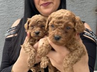 Red ufacık toy poodle yavrularım