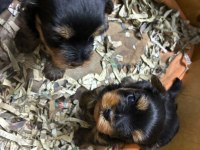 IRK VE SAĞLIK GARANTİLİ YORKSHİRE TERRİER KÖPEĞİ