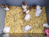 Teddy Bear Hamster