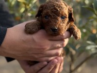 Sevgi ile büyüyen poodle yavrularım yeni ailelerini arıyor