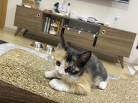GEBZEDE YAVRU KEDİ