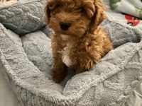 VETERİNER KLİNİĞİNDE TESLİM MALTİPOO BEBEKLER