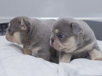 French Bulldog Lilac Tan