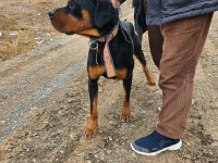 1.5 yaşında erkek rottweiler