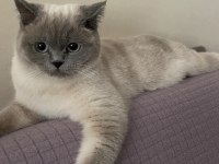 British shorthair kızım için bir yuva