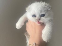 YAVRU ERKEK SCOTTİSH FOLD KEDİM LEO