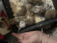 Minik tatlı hamsterlarımıza yuva arıyoruz
