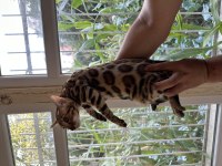 Saf kan bengal