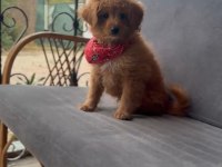Maltipoo Bebekler