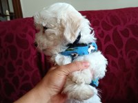 Orjinal maltese yavrusu