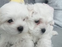 A kalite orjinal maltese yavrular