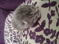 Bebek shorthair yavrularımız